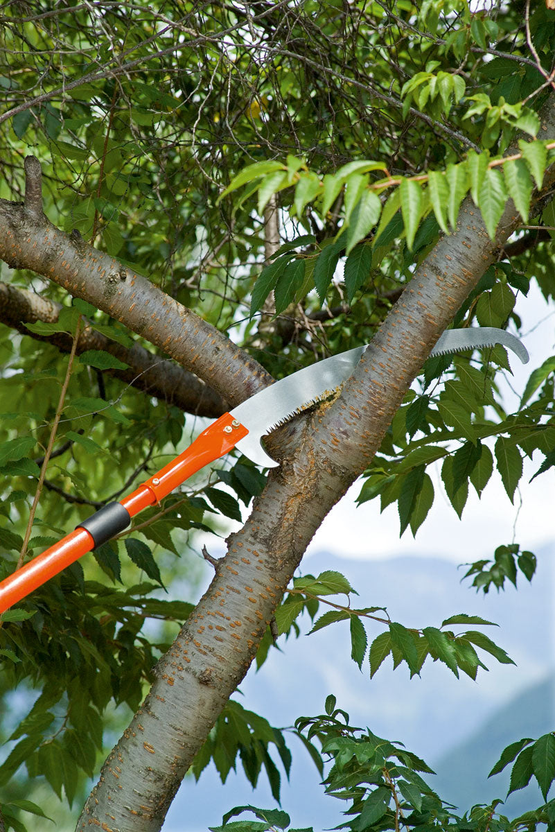 Seghetto Stocker Falco